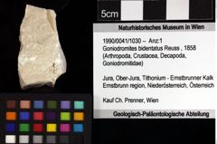 Foto (Objket + Etiketten) von Goniodromites bidentatus (Reuss, 1858) 